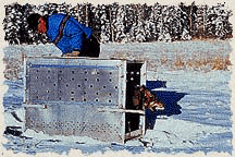 hard release wolf picture--yellowstone park